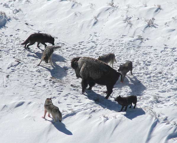 Wolfpack surrounds a bison