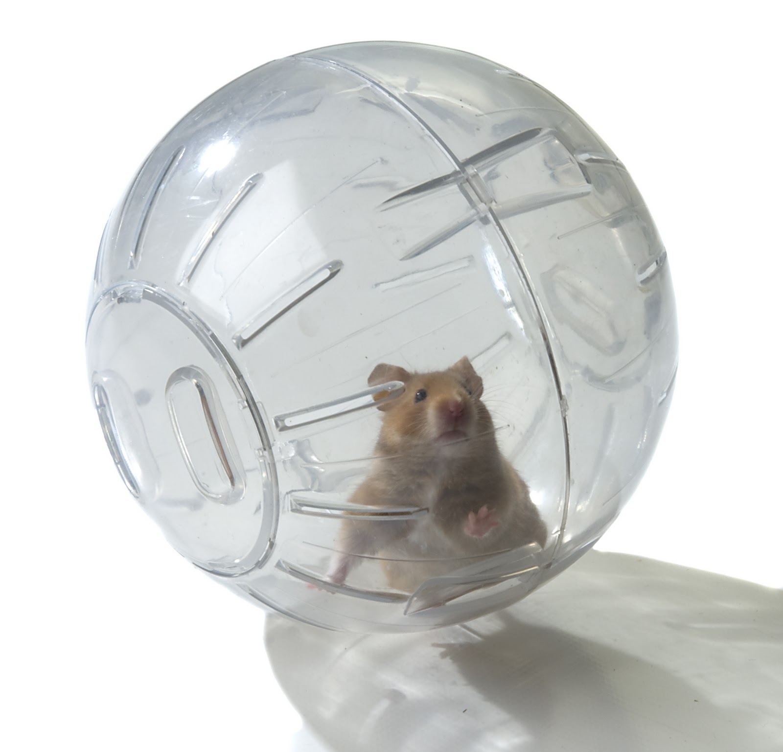 zorb-death-zorbing-hamster-ball